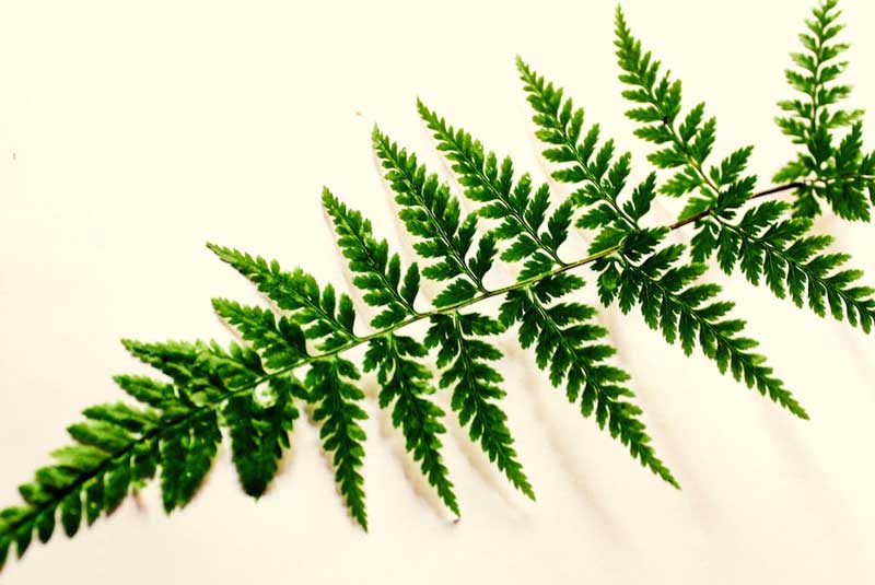 Blumen- und Pflanzenprints in Kleidung